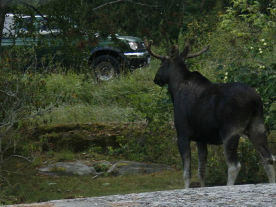 Elk in the garden